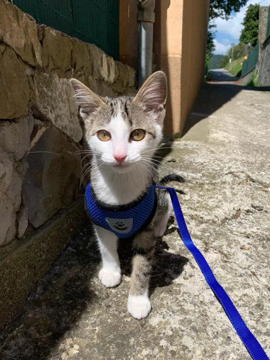 Adjustable Reflective Pet Harness with Leash - MANDOTOS
